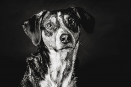 Atelier Raffler Photographie